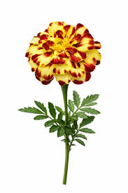 Image result for Tagetes patula