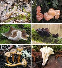 Attēlu rezultāti vaicājumam “Craterocolla cerasi”