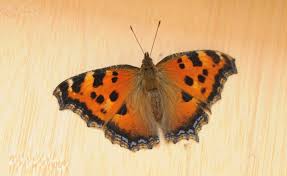 Attēlu rezultāti vaicājumam “Nymphalis xanthomelas upperside”