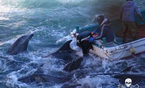 Image result for japan dolphin slaughter
