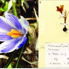 Attēlu rezultāti vaicājumam “Crocus vernus subsp. vernus”