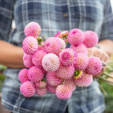 Image result for Dahlia x pinnata `Pompon Lilliput`