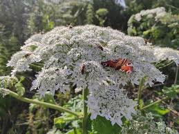 Attēlu rezultāti vaicājumam “Heracleum sosnowskyi flower”