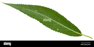 Attēlu rezultāti vaicājumam “Salix fragilis”