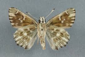 Attēlu rezultāti vaicājumam “Carcharodus floccifera upperside”