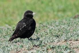 Image result for Melanocorypha yeltoniensis