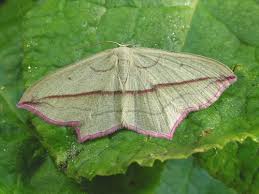 Attēlu rezultāti vaicājumam “Timandra comae”