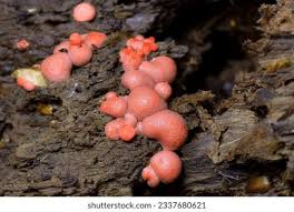 Attēlu rezultāti vaicājumam “Lycogala melleum”