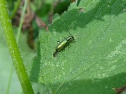 Attēlu rezultāti vaicājumam “Chrysanthia viridissima”