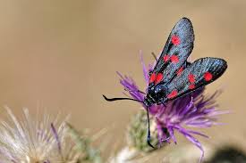Attēlu rezultāti vaicājumam “Zygaena sp.”