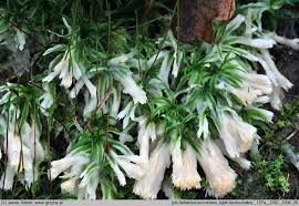 Attēlu rezultāti vaicājumam “Sebacina incrustans”