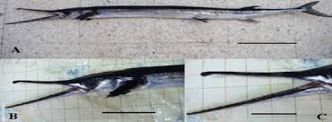 Attēlu rezultāti vaicājumam “Belone belone”