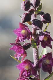 Attēlu rezultāti vaicājumam “Epipactis atrorubens leaf”