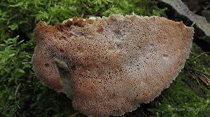 Attēlu rezultāti vaicājumam “Aurantiporus fissilis”