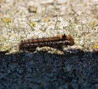 Attēlu rezultāti vaicājumam “Euthrix potatoria larva”