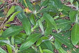 Attēlu rezultāti vaicājumam “Pilosella officinarum leaf”