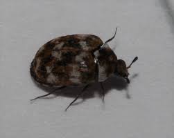 Attēlu rezultāti vaicājumam “Anthrenus sp.”