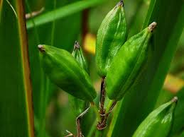 Attēlu rezultāti vaicājumam “Iris pseudacorus fruit”