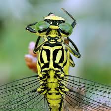 Attēlu rezultāti vaicājumam “Gomphus flavipes”