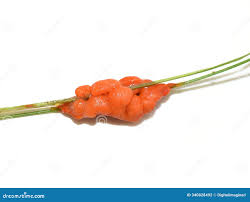 Attēlu rezultāti vaicājumam “Lignydium muscorum macro”