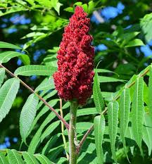 Attēlu rezultāti vaicājumam “Rhus typhina flower”