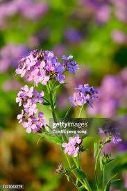 Image result for Lunaria annua