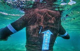 Image result for Blue Water Freediving School