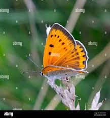 Attēlu rezultāti vaicājumam “Lycaena dispar underside”