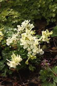 Attēlu rezultāti vaicājumam “Corydalis solida leaf”