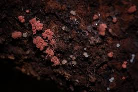 Attēlu rezultāti vaicājumam “Heterotrichia obvelata (syn. Arcyria obvelata) young”