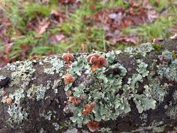 Attēlu rezultāti vaicājumam “Anthostoma decipiens”