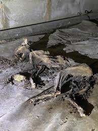 Image result for cat found