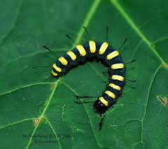 Attēlu rezultāti vaicājumam “Acronicta alni larva”