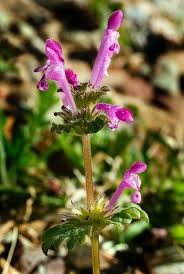 Attēlu rezultāti vaicājumam “Lamium amplexicaule flower”