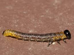 Attēlu rezultāti vaicājumam “Nematus salicis”