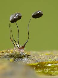 Attēlu rezultāti vaicājumam “Comatricha nigra macro”