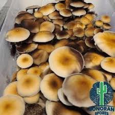 Attēlu rezultāti vaicājumam “Cribraria costata spores”