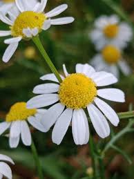 Attēlu rezultāti vaicājumam “Tripleurospermum inodorum flower”