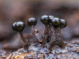 Attēlu rezultāti vaicājumam “Metatrichia sp.”