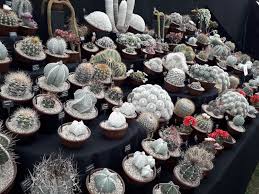 Image result for Cactaceae