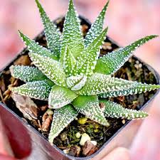 Image result for Haworthia