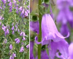 Attēlu rezultāti vaicājumam “Campanula rapunculoides”