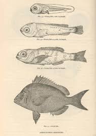 Image result for Stenotomus chrysops