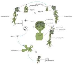 Attēlu rezultāti vaicājumam “Sphagnum sporophyte”