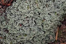Attēlu rezultāti vaicājumam “Cladonia caespiticia”