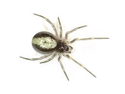 Attēlu rezultāti vaicājumam “Neottiura bimaculata female”