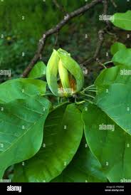 Attēlu rezultāti vaicājumam “Magnolia acuminata leaf”