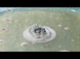 Attēlu rezultāti vaicājumam “Penicillium vulpinum”