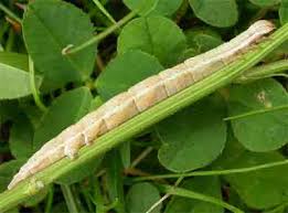 Attēlu rezultāti vaicājumam “Callistege mi”