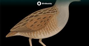 Attēlu rezultāti vaicājumam “Crex crex nest”